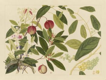 Andalas Botanicals 09
